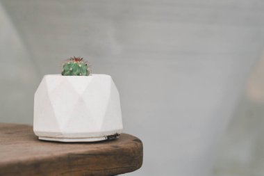 Kaktüslerin çeşitliliği ve beyaz seramik kapta sulu büyüme. Dükkandaki ahşap rafta, klasik tonda. Ev ya da ofis için küçük bir bitki. 