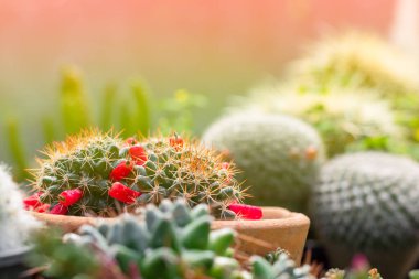 Kaktüs çeşitliliği ve dükkandaki ahşap rafta bulunan tencerede sulu büyüme. Ev ya da ofis için küçük bir bitki. 