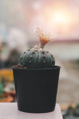 Kaktüslerin çeşitliliği ve siyah tencerede sulu büyüme. Dükkandaki ahşap rafta, klasik tonda. Ev ya da ofis için küçük bir bitki. 