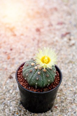 Kaktüslerin çeşitliliği ve siyah tencerede sulu büyüme. Dükkandaki ahşap rafta, klasik tonda. Ev ya da ofis için küçük bir bitki. 