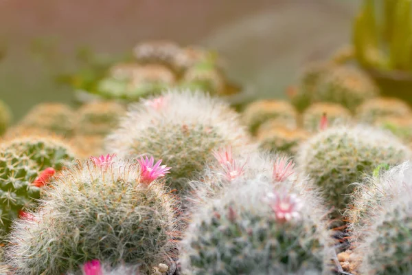 Olika Kaktus Och Saftig Tillväxt Kruka Trähylla Butik Liten Anläggning — Stockfoto