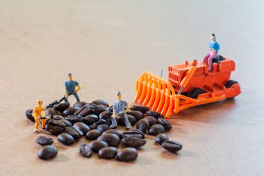 Takım çalışması yapan minyatür insanlar, küçük model insan figürü ve portakal renkli traktör kahve çekirdeklerini en iyi kahveyi (espresso, cappuccino, latte, mocha) yapmak için ahşap arka planda kontrol eder. Tarım ve takım çalışması kavramı.