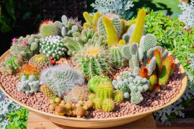 Bahçedeki seramik çiçek saksısında büyüyen kaktüs grubu..