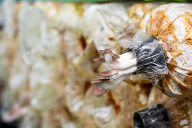 Ev mantarı ekimi. Miselya bloğunda büyüyen istiridye mantarı.