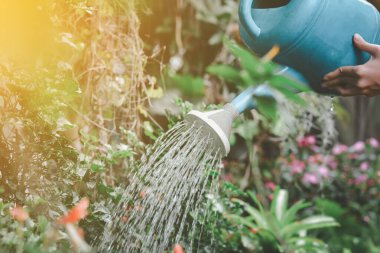 Elinde plastik mavi çiçekler olan bahçıvan bahçedeki çiçekleri sabah ışığıyla sulayabiliyor. Ev konseptinde bahçe işleri..