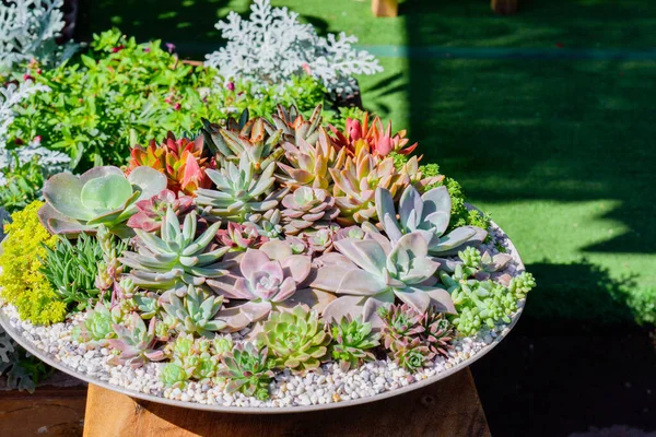 Grupp Kaktus Tillväxt Keramiska Blomkruka Dekoration Trädgården — Stockfoto