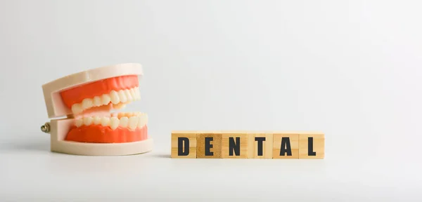 Dentaire Sur Bloc Bois Avec Des Dents Modèle Concept Médical — Photo