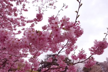 Kiraz çiçekleri, gökyüzü ve bulutlar. Arkaplan ve günlük materyalleri.