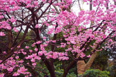 Japon kiraz çiçekleri tamamen çiçek açar. Sakura çiçekleri. Arkaplan ve günlük materyalleri.
