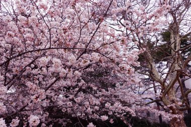Bir sürü kiraz çiçeği. Sakura çiçekleri Japonya 'da ilkbaharda açar. Arkaplan ve günlük materyalleri.