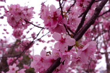 Yaprakları dökülmeye başlayan kiraz çiçekleri. Arkaplan ve günlük materyalleri.