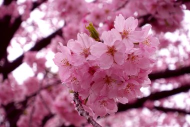 Japonya 'da bahar mevsiminde kiraz çiçekleri açar. Japon sakura çiçekleri. Arkaplan ve günlük materyalleri.