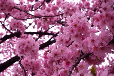 Japonya 'da ilkbaharda birçok kiraz ağaçları çiçek açar. Arkaplan ve günlük materyalleri.