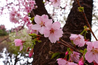 Kiraz çiçekleri ve ağaç. Japonya 'da pembe sakura çiçekleri. Arkaplan ve günlük materyalleri.