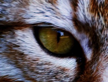 Hayvan gözleri, güçlü bakışlar.