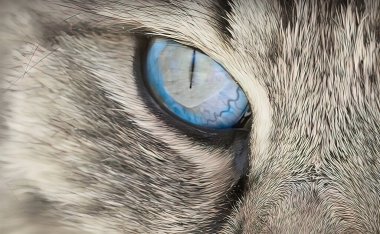 Hayvan gözleri, güçlü bakışlar.