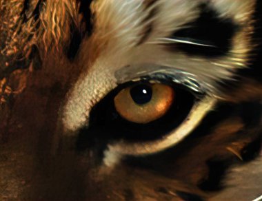 Hayvan gözleri, güçlü bakışlar.