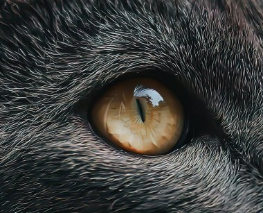 Hayvan gözleri, güçlü bakışlar.