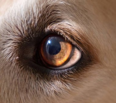 Hayvan gözleri, güçlü bakışlar.