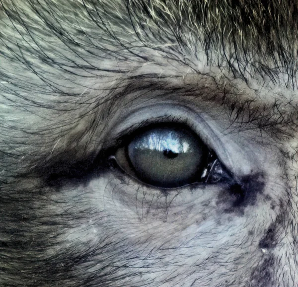 Глаза Животного Сильный Взгляд — стоковое фото