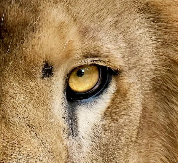 Eläinten Silmät Vahva Ulkonäkö — kuvapankkivalokuva