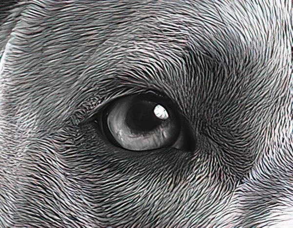 Глаза Животного Сильный Взгляд — стоковое фото