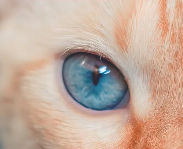 Ojos Animales Miradas Fuertes —  Fotos de Stock