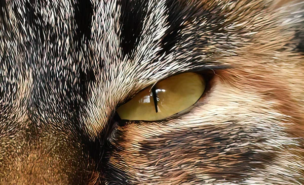 Zvířecí Oči Silný Vzhled — Stock fotografie