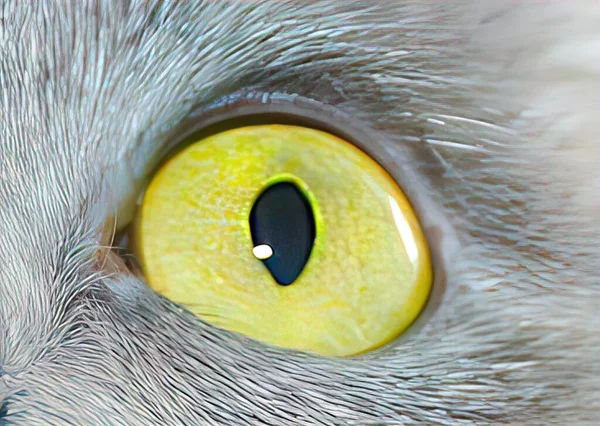 Olhos Animais Olhares Fortes — Fotografia de Stock