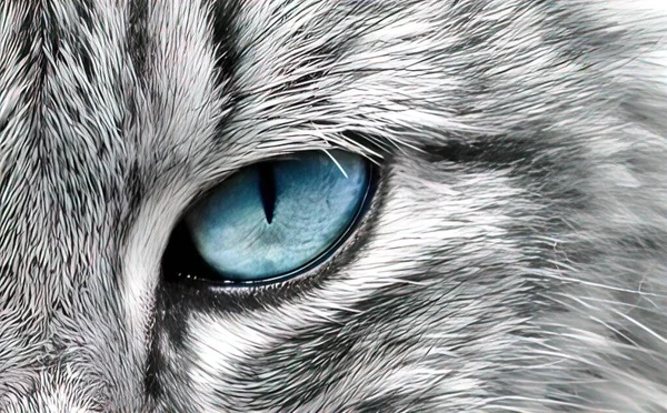 Yeux Animaux Regards Forts — Photo