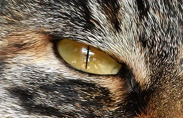 Zvířecí Oči Silný Vzhled — Stock fotografie