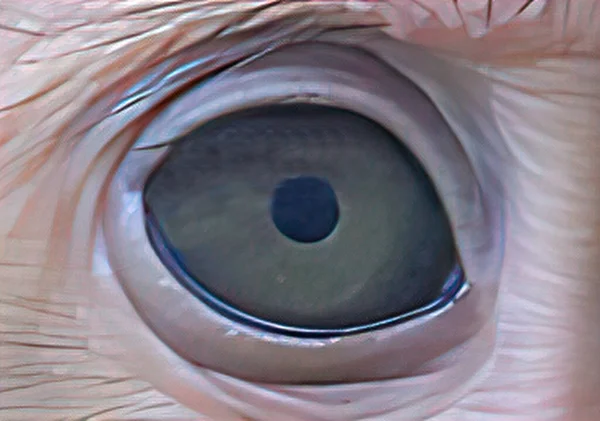 Zwierzęce Oczy Silny Wygląd — Zdjęcie stockowe