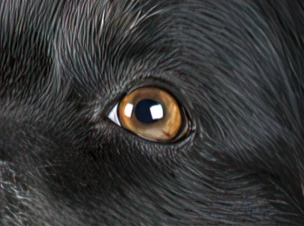 Μάτια Των Ζώων Ισχυρή Εμφάνιση — Φωτογραφία Αρχείου
