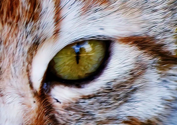 Μάτια Των Ζώων Ισχυρή Εμφάνιση — Φωτογραφία Αρχείου