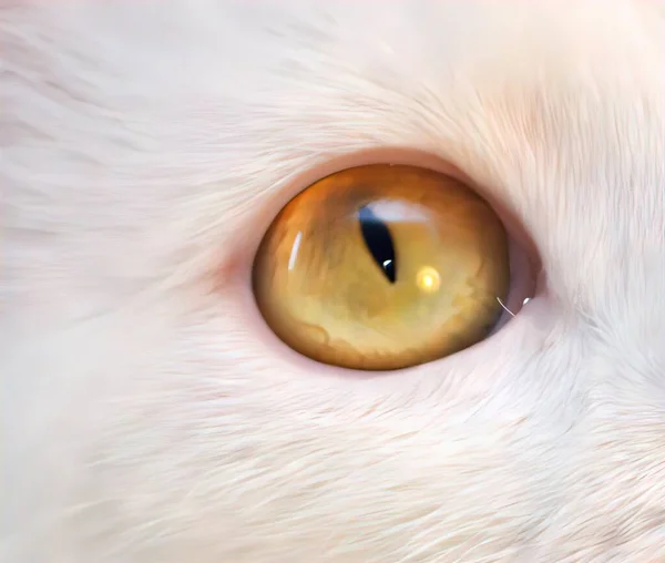 Tierische Augen Starke Blicke — Stockfoto