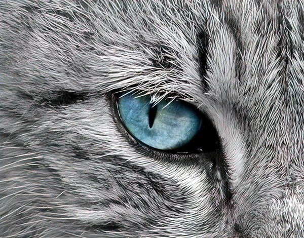 Yeux Animaux Regards Forts — Photo