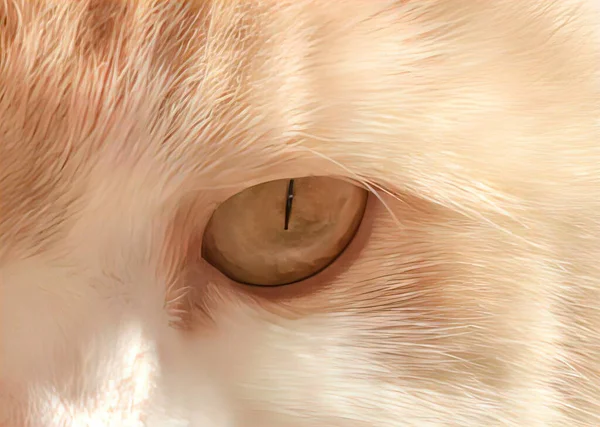 动物的眼睛 强壮有力 — 图库照片