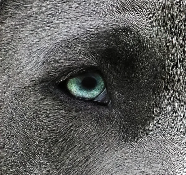 Olhos Animais Olhares Fortes — Fotografia de Stock