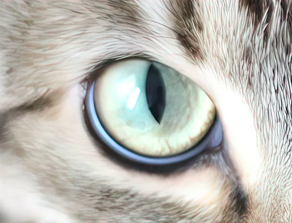 Olhos Animais Olhares Fortes — Fotografia de Stock