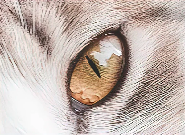 Olhos Animais Olhares Fortes — Fotografia de Stock