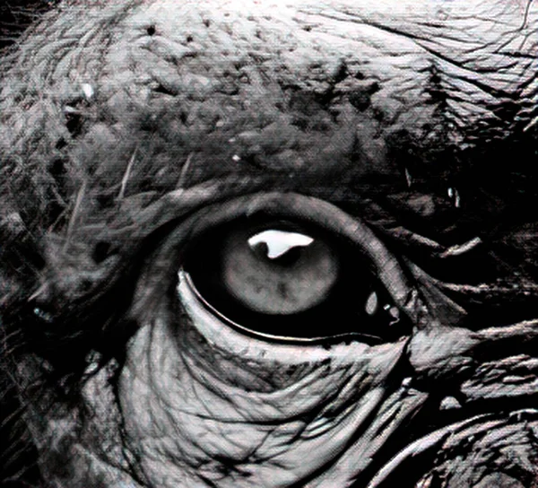 动物的眼睛 强壮有力 — 图库照片