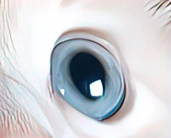 Olhos Animais Olhares Fortes — Fotografia de Stock