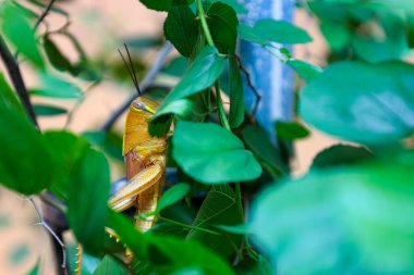 Yellow grasshopper in the backyard tree