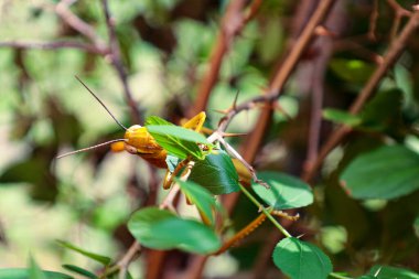 Yellow grasshopper in the backyard tree