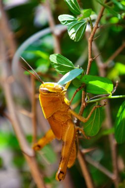 Yellow grasshopper in the backyard tree
