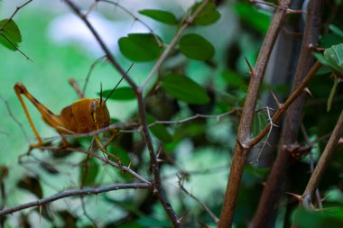 Yellow grasshopper in the backyard tree