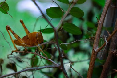 Yellow grasshopper in the backyard tree