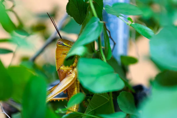 Yellow Grasshopper Backyard Tree — 스톡 사진