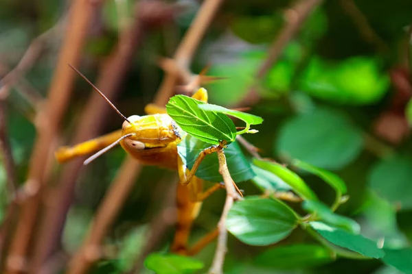 Yellow Grasshopper Backyard Tree — Stok fotoğraf