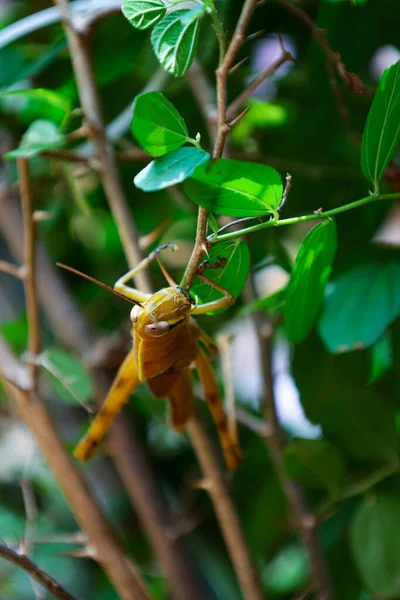 Yellow Grasshopper Backyard Tree — Stok fotoğraf